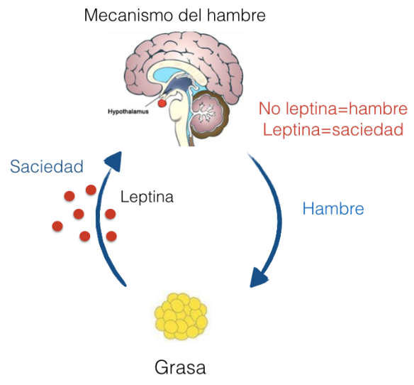 mecanismo leptina